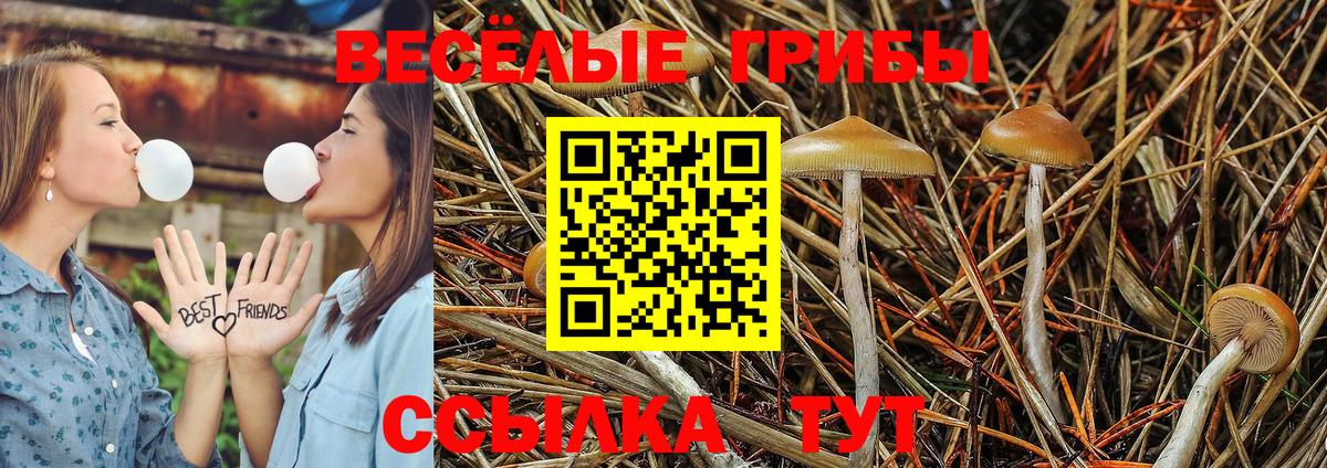 Галлюциногенные грибы Cubensis Ефремов